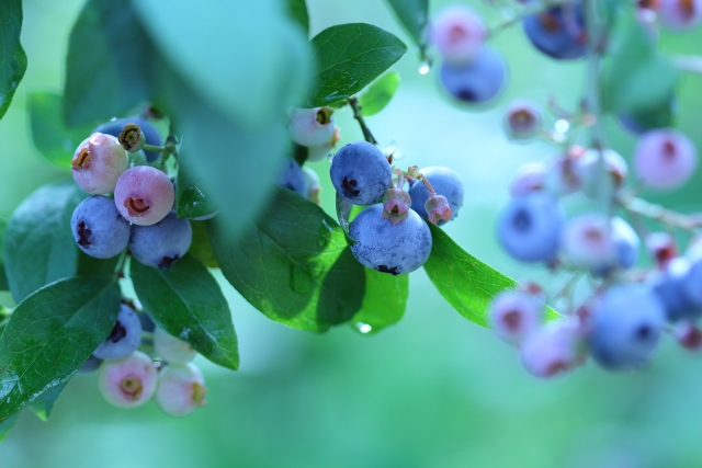 ブルーベリー